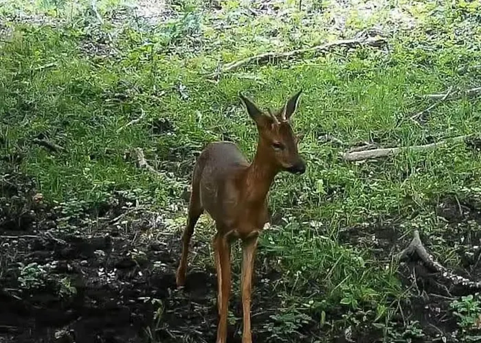Dom wakacyjny La Grangette De Pauline Mercus-Garrabet