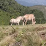 La Grangette De Pauline Mercus-Garrabet